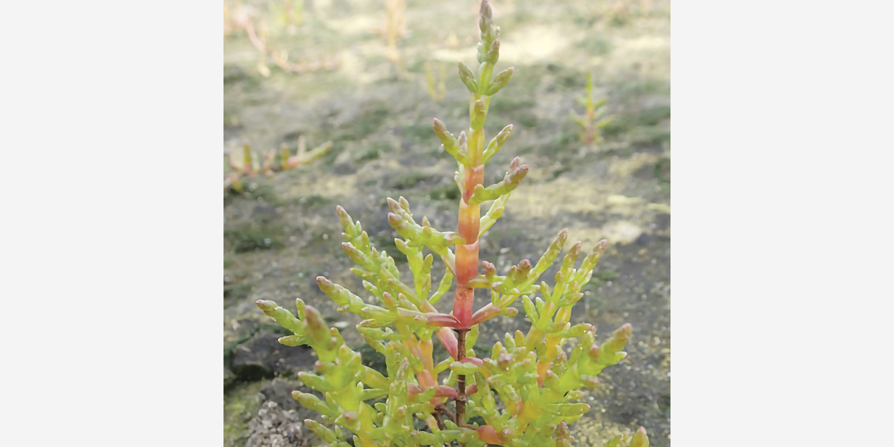 Worthy of its salt: Martyn Kelly on samphire