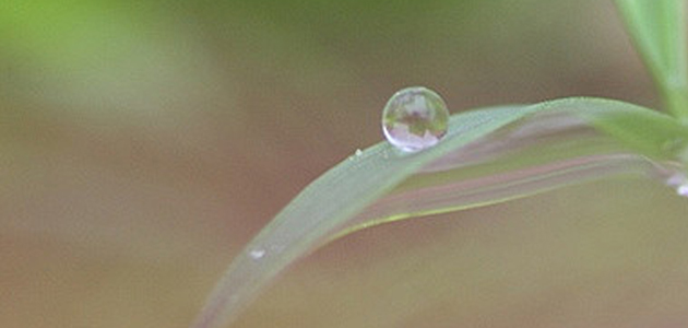 Natural burial