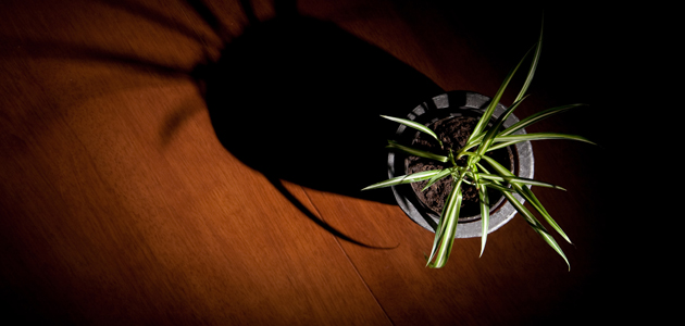 Neglect your spider plants!