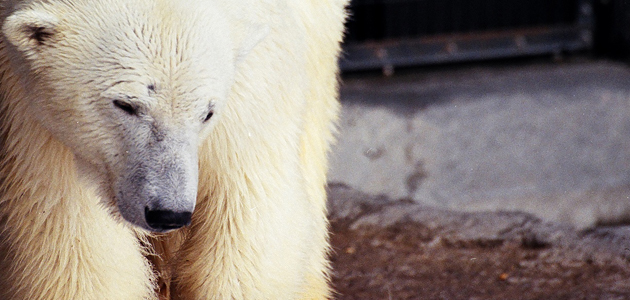 The Bear