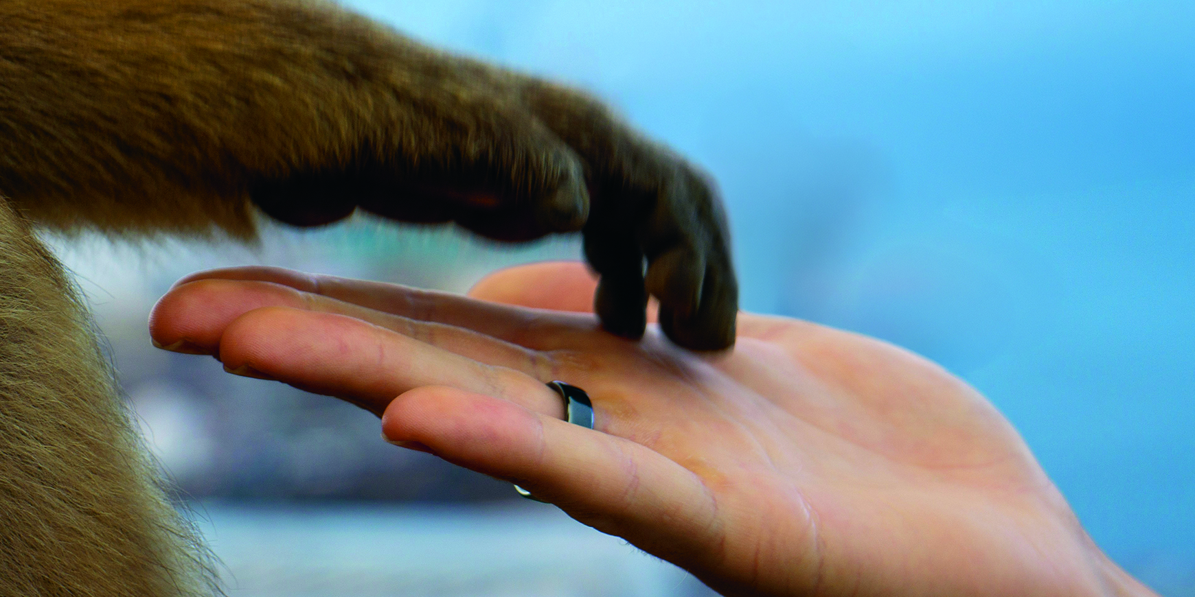 Monkey trap: Tony D’Souza on a metaphor for attachment