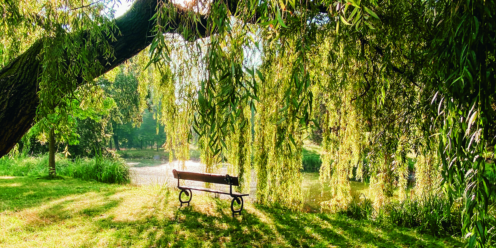 Poem: Weeping willow in my garden