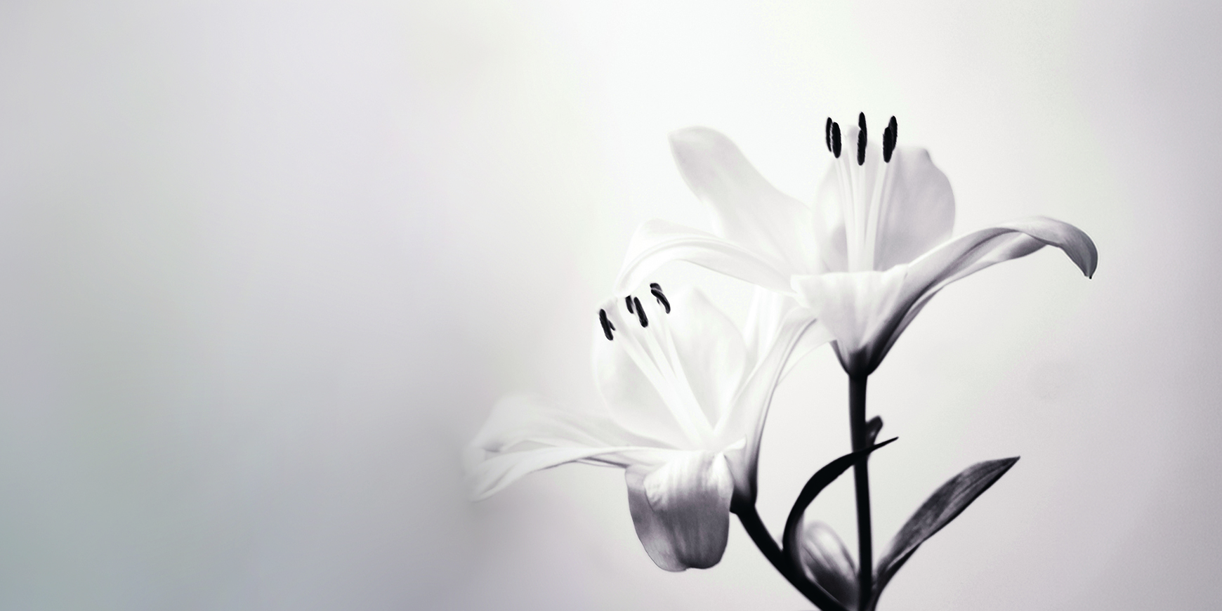 Poem: White Lilies, Minneapolis 