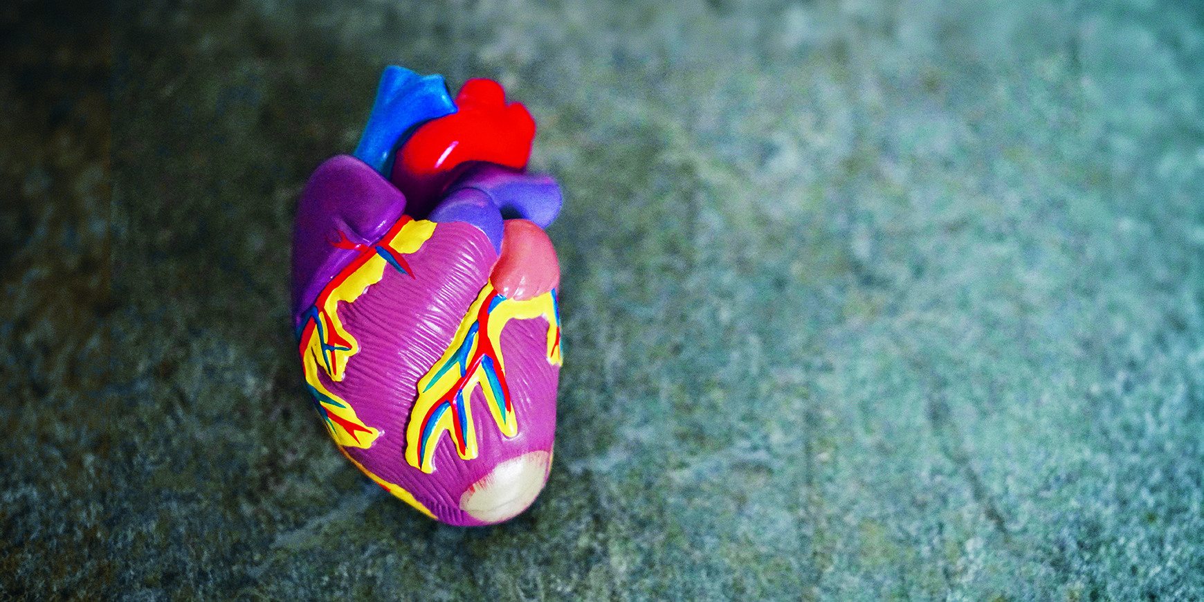 Having a heart: Chris Bemrose finds a lesson in one of our  vital organs