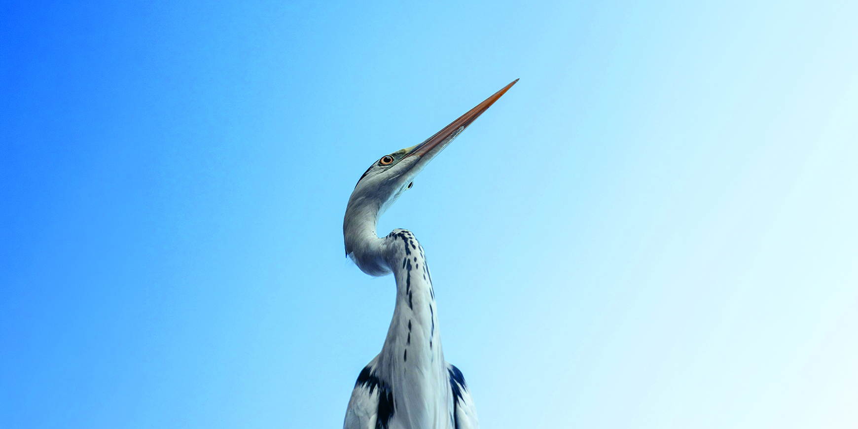 Poem: Heron prayer