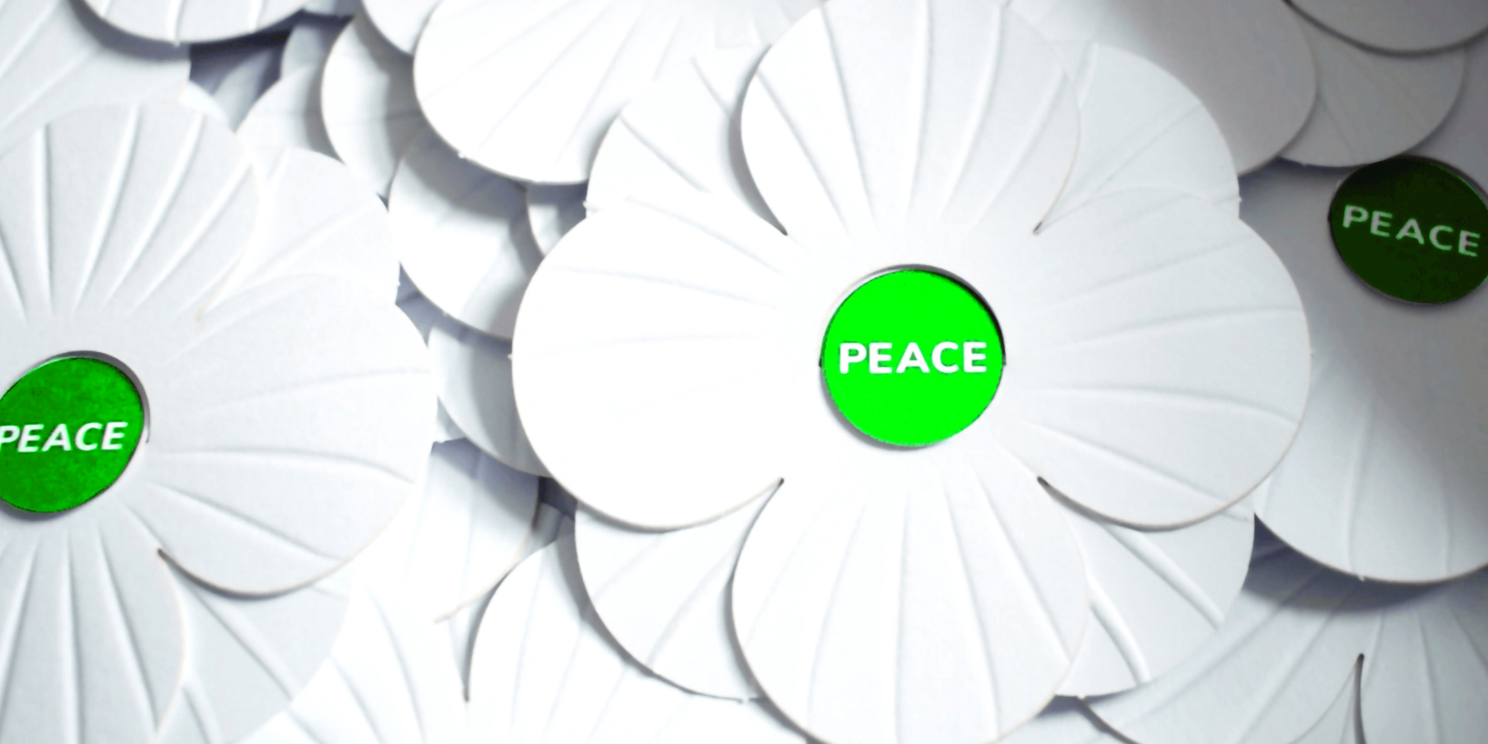 Surge in demand for white poppies