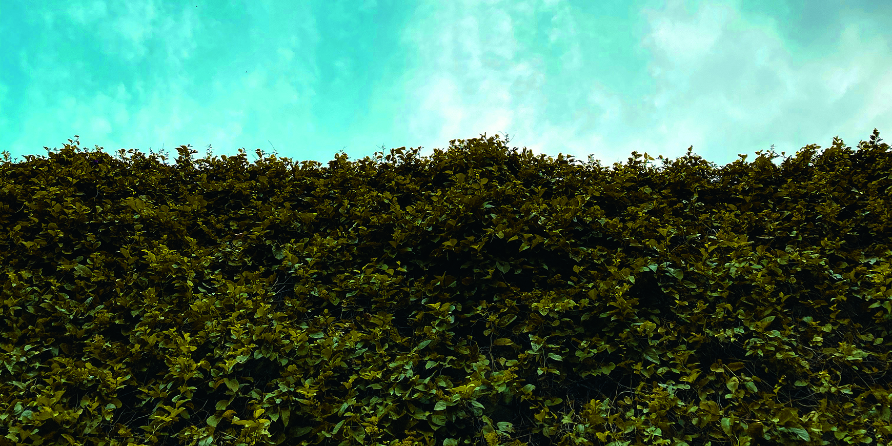 Spring forward: Rosemary Field on the growing edge