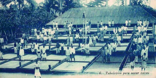 Cocoa farming, postcard 1906.